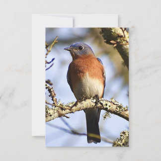 Bluebirdカード自然ノートカード サンキューカード