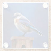 Bluebird （メス） 絵画 - Bird Artオリジナル ガラスコースター (裏面)