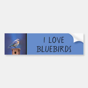 Bluebird (メス) 絵画 - Bird Artオリジナル バンパーステッカー