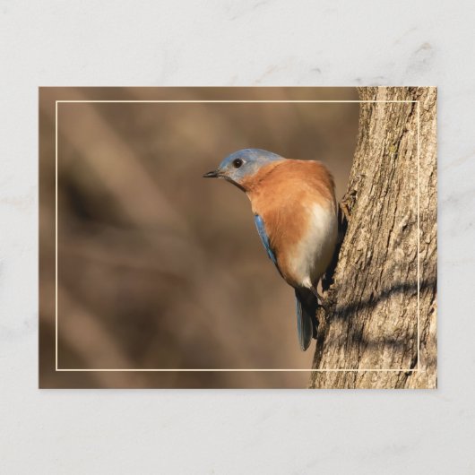 Bluebird、横向き ポストカード (正面)