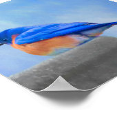 Bluebird 絵画's - Bird Artオリジナル ポスター (角)