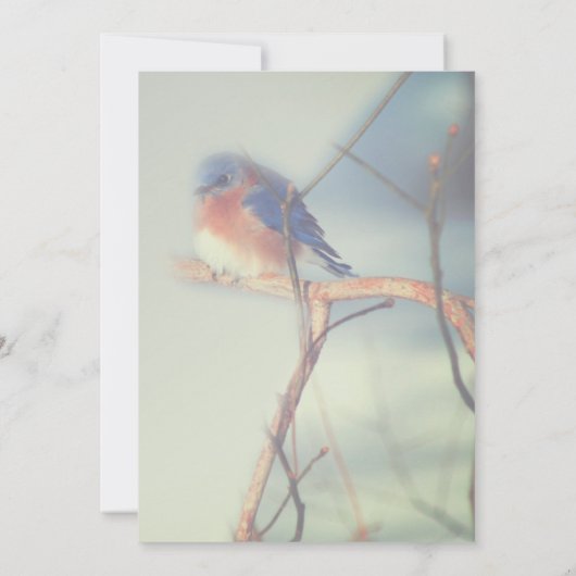 Bluebird Nature Bridal Shower  招待状 (裏面)