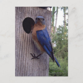 Bluebird Nest Boxはがき ポストカード