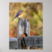 Bluebird of Happiness – ポスター (正面)