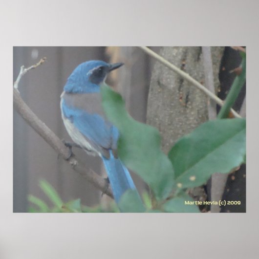 Bluebird on a branch ポスター (正面)