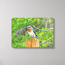 Bluebird on a fence Post キャンバスプリント