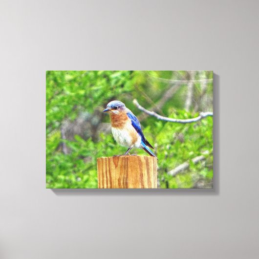 Bluebird on a fence Post キャンバスプリント (正面)