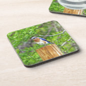 Bluebird on a fence Post コースター (左側)