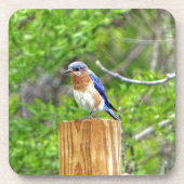 Bluebird on a fence Post コースター (正面)