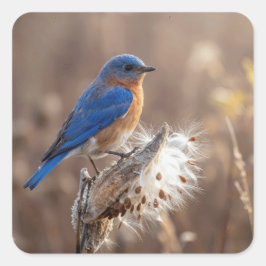 Bluebird on a Milkweed Pod スクエアシール