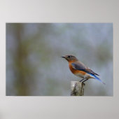 Bluebird on Post ポスター (正面)