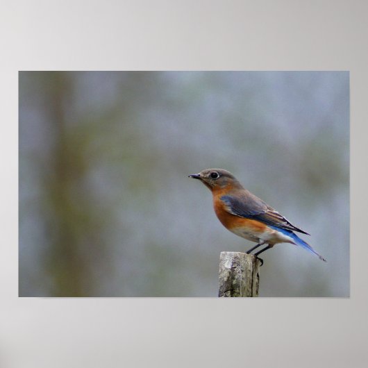 Bluebird on Post ポスター (正面)