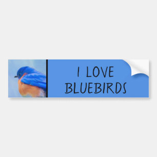 Bluebird Painting - Original Bird Art バンパーステッカー