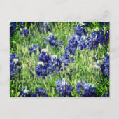 Bluebonnetの郵便はがき ポストカード (正面)