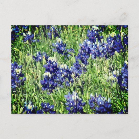 Bluebonnetの郵便はがき ポストカード (正面)