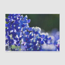 Bluebonnet 薄葉紙
