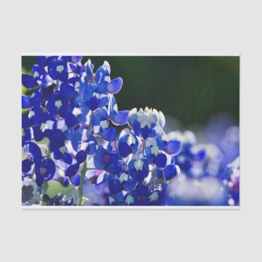 Bluebonnet 薄葉紙 (正面)