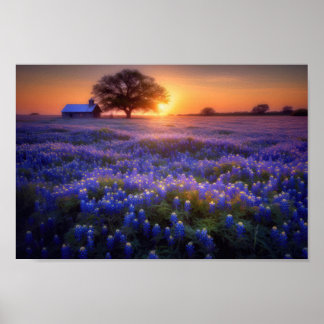 Bluebonnet Field at Sunset with Old Barn and Tree ポスター