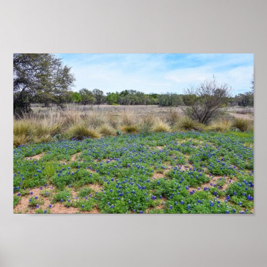 "Bluebonnet Field, Austin, Texas ポスター (正面)