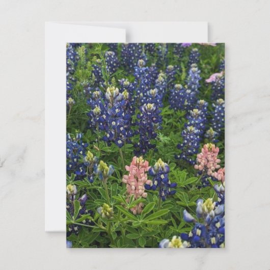 BluebonnetsとSnapdragons シーズンカード (正面)