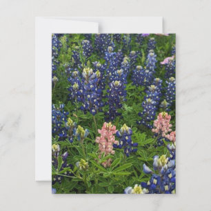 BluebonnetsとSnapdragons シーズンカード