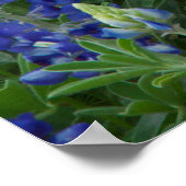 Bluebonnetsフィールドポスター ポスター (角)