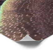 Blueface Angelfish ポスター (角)