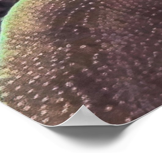 Blueface Angelfish ポスター (角)