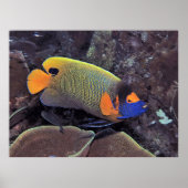 Blueface Angelfish ポスター (正面)