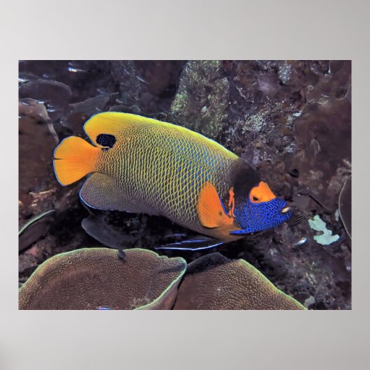 Blueface Angelfish ポスター (正面)