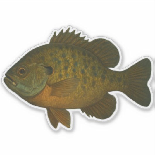 Bluegill Cut-out Sticker シール (正面)