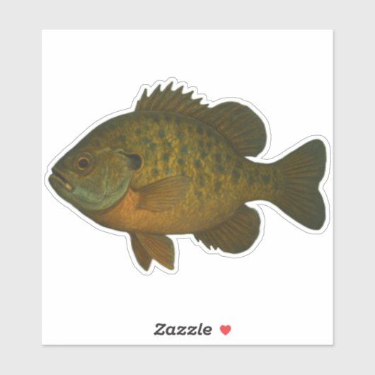 Bluegill Cut-out Sticker シール (シート)
