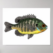 Bluegill Sunfish ポスター (正面)
