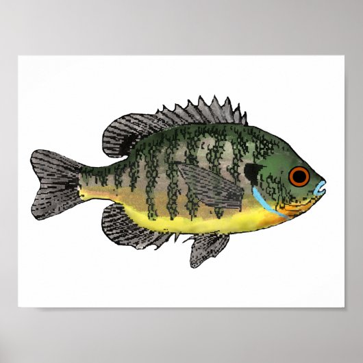 Bluegill Sunfish ポスター (正面)