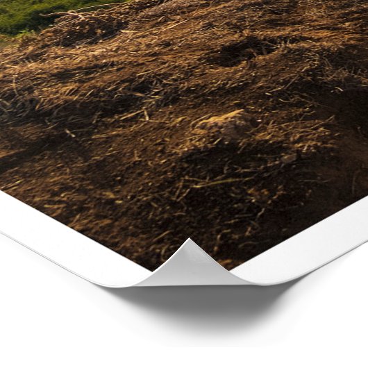 Bluff Cove Light ポスター (角)