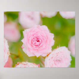 Blushing Petals ポスター