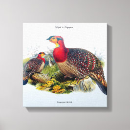 Blyth's Tragopan (ホオジロキジ)J.Gould キャンバスプリント