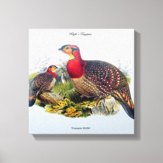 Blyth's Tragopan (ホオジロキジ)J.Gould キャンバスプリント (正面)