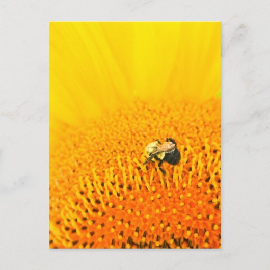 BNo2:蜂の気の数2 ポストカード (正面)