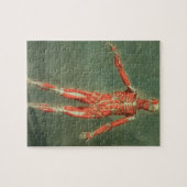 Boの前部の表面的な筋肉システム ジグソーパズル (横)