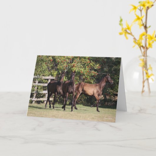 Bob Langrish | 3 Andalucian Youngsters Standing カード (黄色い花)