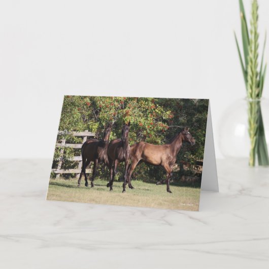 Bob Langrish | 3 Andalucian Youngsters Standing カード (正面)