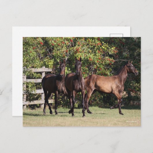 Bob Langrish | 3 Andalucian Youngsters Standing ポストカード (正面/裏面)