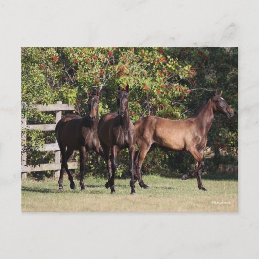 Bob Langrish | 3 Andalucian Youngsters Standing ポストカード (正面)