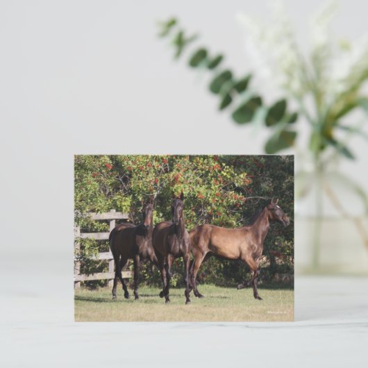 Bob Langrish | 3 Andalucian Youngsters Standing ポストカード (スタンド正面)