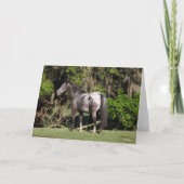 Bob Langrish | Appaloosa Standing カード (正面)