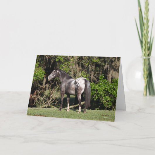 Bob Langrish | Appaloosa Standing カード (正面)