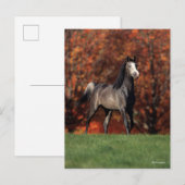 Bob Langrish | Arab Standing Autumn Background ポストカード (正面/裏面)