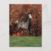 Bob Langrish | Arab Standing Autumn Background ポストカード (正面)