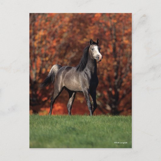 Bob Langrish | Arab Standing Autumn Background ポストカード (正面)